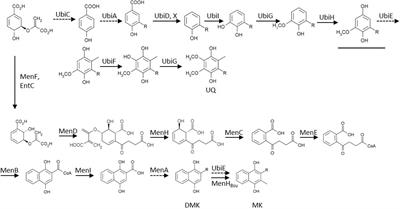 All Three Endogenous Quinone Species of Escherichia coli Are Involved in Controlling the Activity of the Aerobic/Anaerobic Response Regulator ArcA